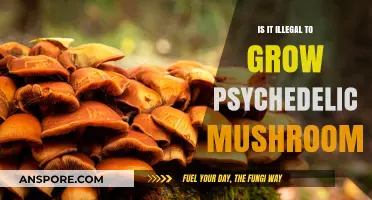 Is Growing Psychedelic Mushrooms Illegal? Legal Insights and Risks