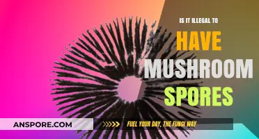 Are Mushroom Spores Legal? Understanding the Law and Risks