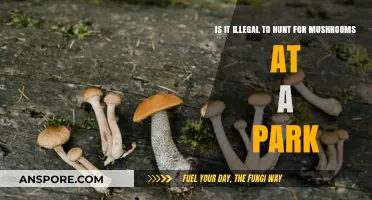 Is Mushroom Foraging in Parks Legal? Understanding the Rules