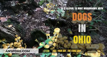 Ohio Mushroom Foraging Laws: Can Dogs Assist in the Hunt?