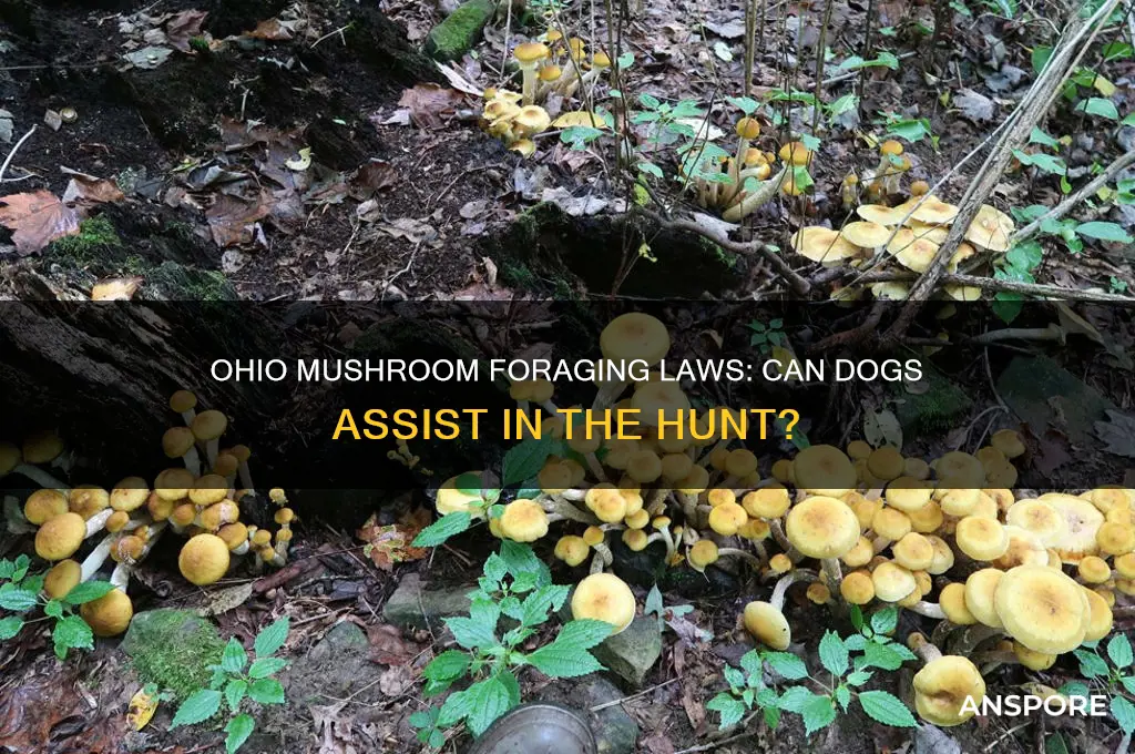 is it illegal to hunt mushrooms with dogs in ohio