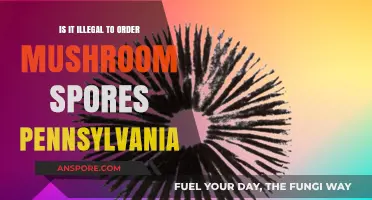 Is Ordering Mushroom Spores Legal in Pennsylvania? What You Need to Know