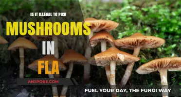 Is Mushroom Foraging Legal in Florida? Understanding the Law