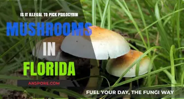 Picking Psilocybin Mushrooms in Florida: Legal or Illegal?