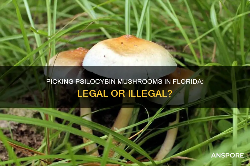 is it illegal to pick psilocybin mushrooms in florida
