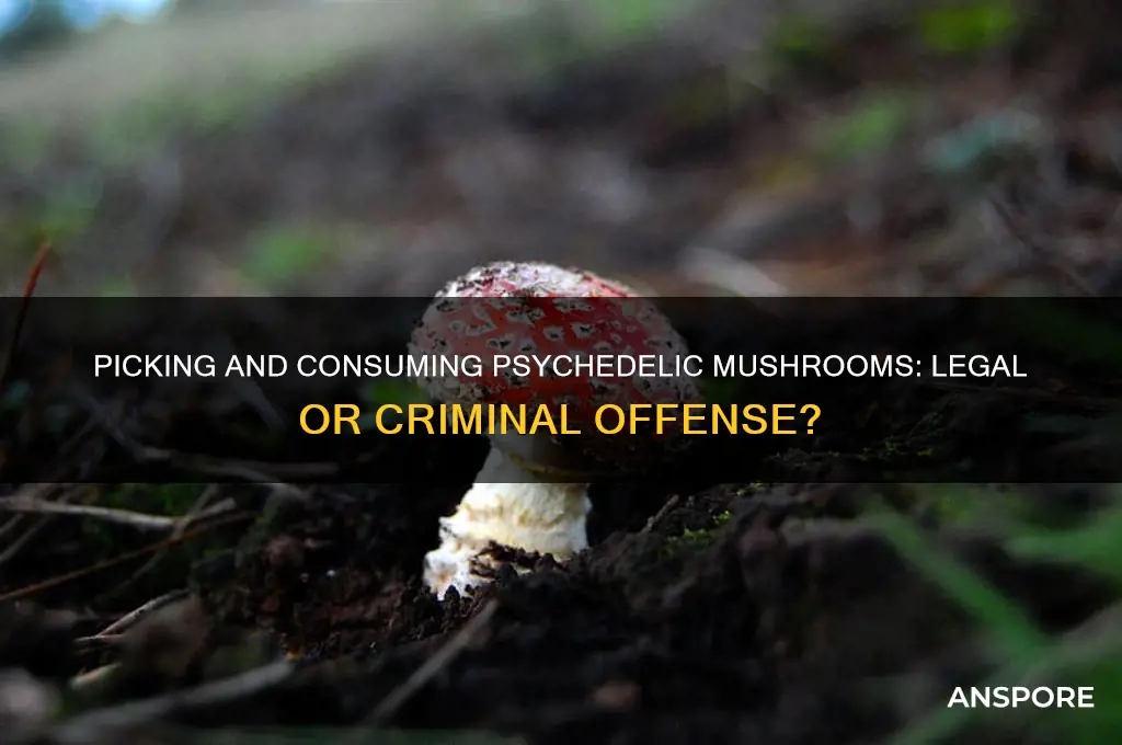 is it illegal to pick psychedelic mushrooms and eat them