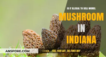 Selling Morel Mushrooms in Indiana: Legal or Illegal?