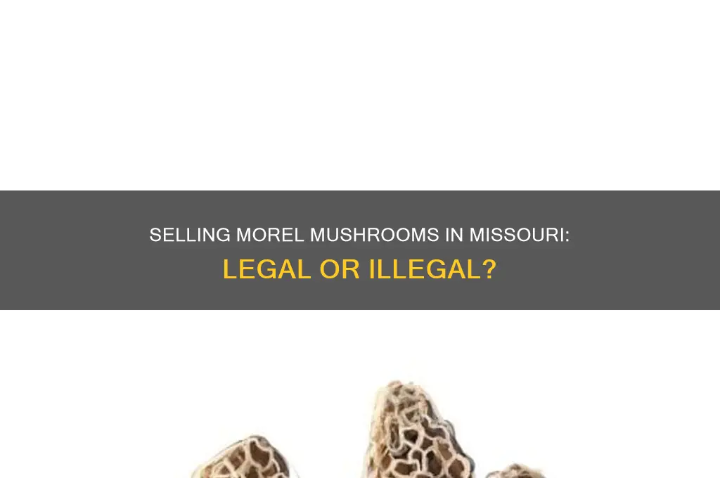 is it illegal to sell morel mushrooms in missouri
