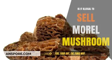 Selling Morel Mushrooms: Legal or Illegal? What You Need to Know