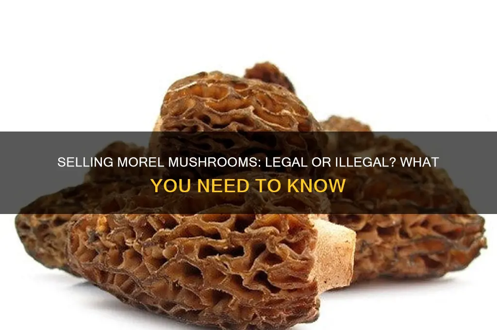 is it illegal to sell morel mushrooms
