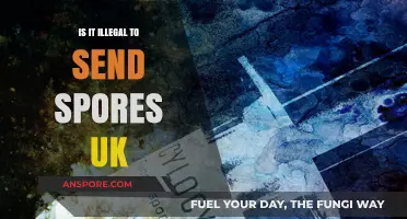 Is Sending Spores in the UK Illegal? Legal Insights Explained