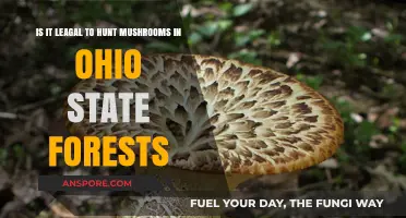 Ohio State Forests: Legal Mushroom Hunting Rules and Regulations