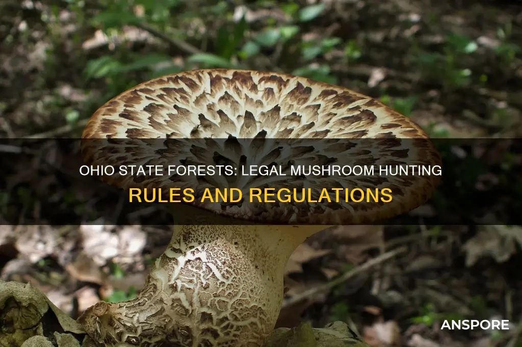 is it leagal to hunt mushrooms in ohio state forests