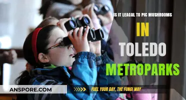 Foraging in Toledo Metroparks: Legal Mushroom Picking Guidelines