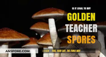 Is Buying Golden Teacher Spores Legal? A Comprehensive Guide