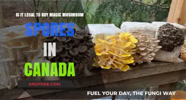 Buying Magic Mushroom Spores in Canada: Legal or Not?