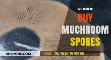 Buying Mushroom Spores: Legal or Illegal? Understanding the Law