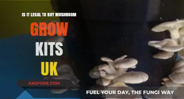 Is Buying Mushroom Grow Kits in the UK Legal?