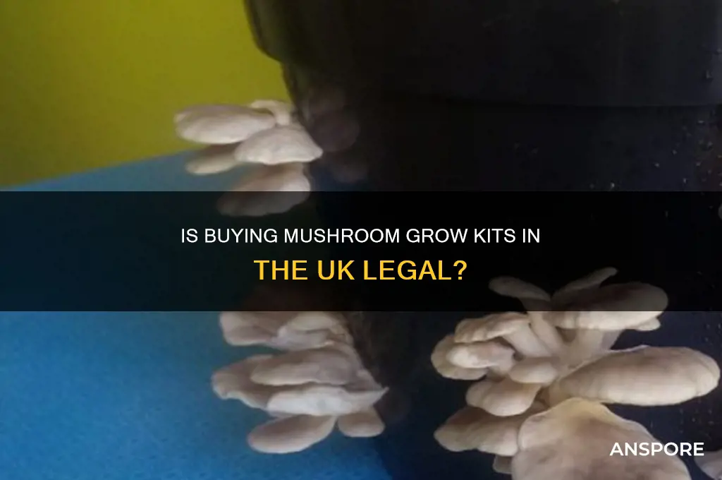 is it legal to buy mushroom grow kits uk
