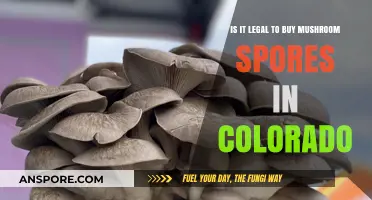 Buying Mushroom Spores in Colorado: Legal or Illegal?