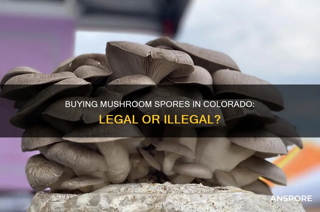 is it legal to buy mushroom spores in colorado