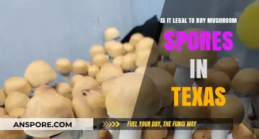 Is Buying Mushroom Spores Legal in Texas? A Comprehensive Guide