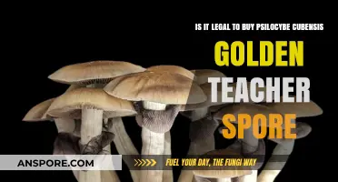 Legal Guide: Buying Psilocybe Cubensis Golden Teacher Spores