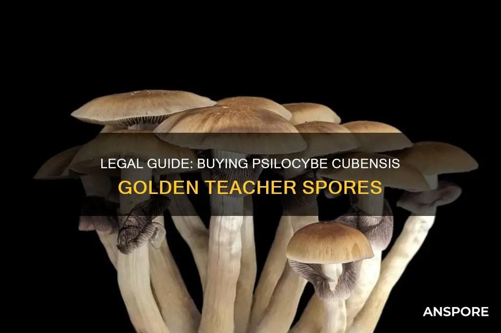 is it legal to buy psilocybe cubensis golden teacher spore