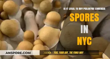 Is Buying Psilocybe Cubensis Spores Legal in NYC?