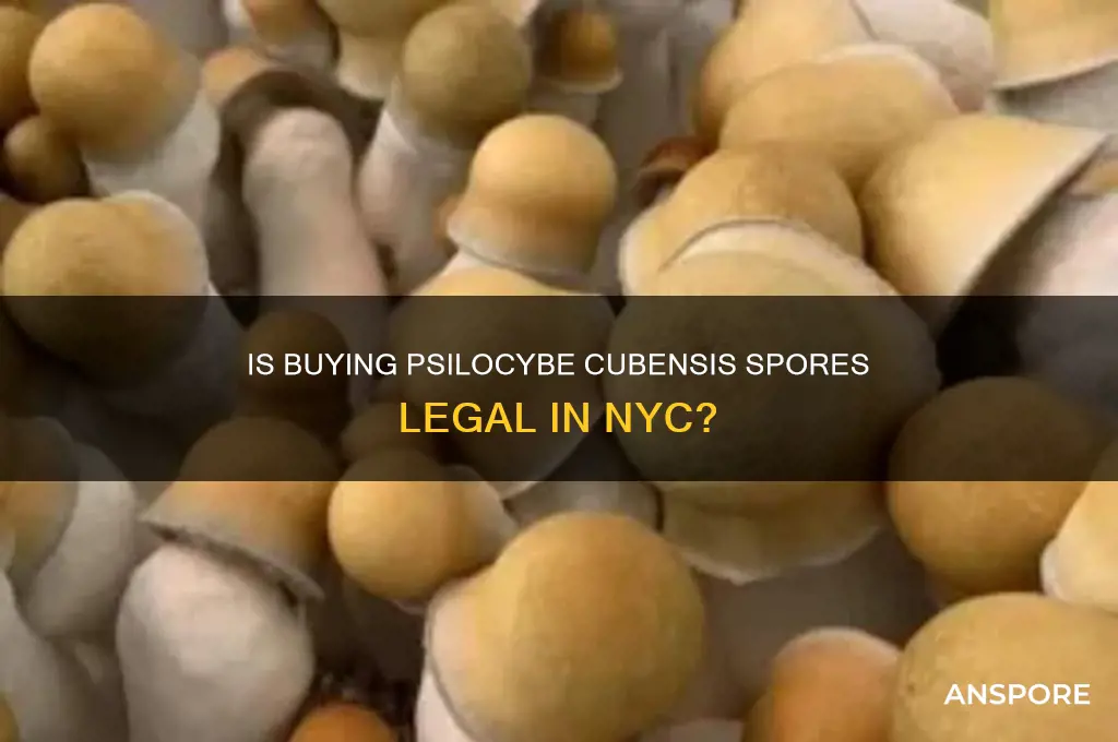 is it legal to buy psilocybe cubensis spores in nyc
