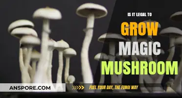 Is Growing Magic Mushrooms Legal? Understanding the Laws and Risks