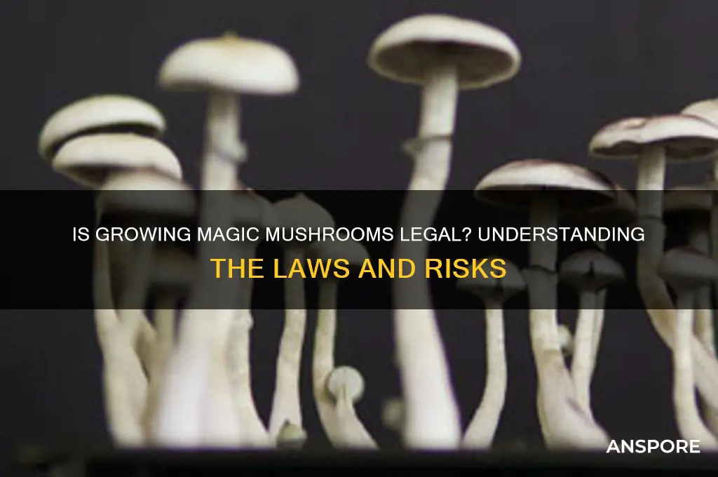 is it legal to grow magic mushrooms