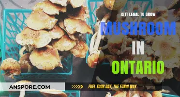 Growing Mushrooms in Ontario: Legalities and Regulations Explained