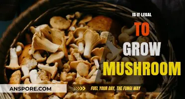 Is Growing Mushrooms Legal? Understanding the Laws and Regulations