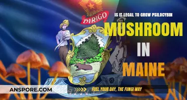 Growing Psilocybin Mushrooms in Maine: Legal or Illegal?