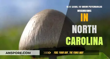 Growing Psychedelic Mushrooms in North Carolina: Legal or Illegal?