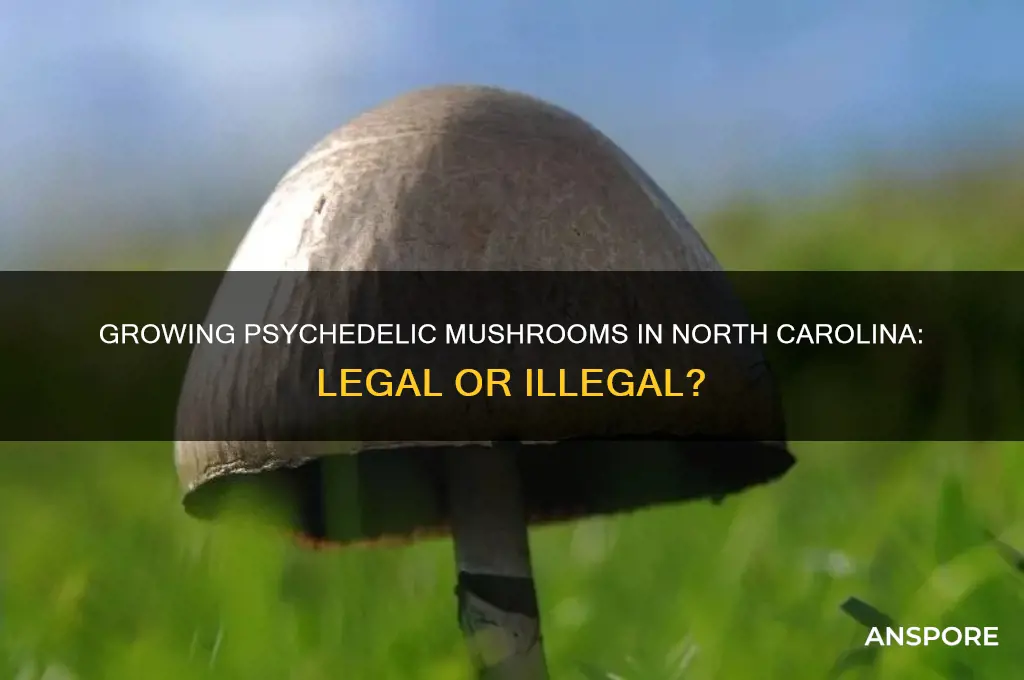 is it legal to grow psychedelic mushrooms in north carolina