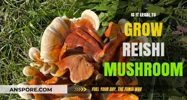 Is Growing Reishi Mushrooms Legal? A Comprehensive Guide