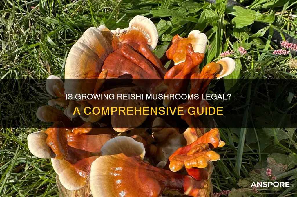is it legal to grow reishi mushrooms