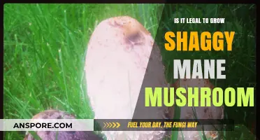 Is Growing Shaggy Mane Mushrooms Legal? A Comprehensive Guide