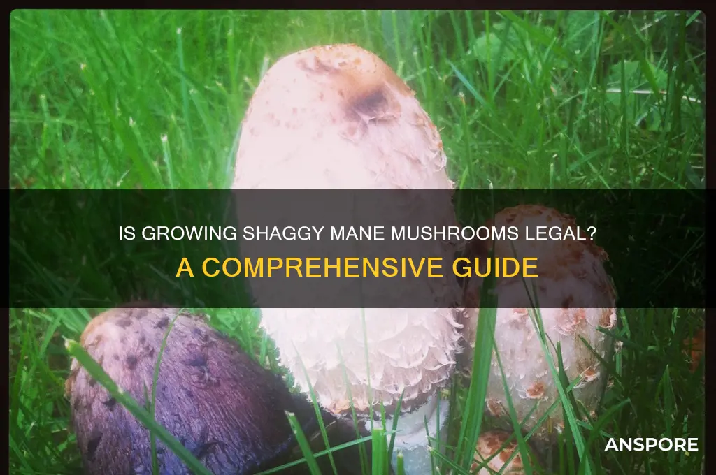 is it legal to grow shaggy mane mushrooms