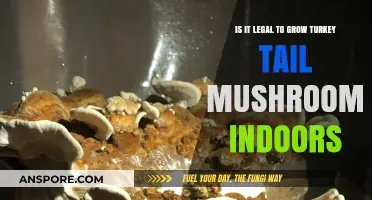 Growing Turkey Tail Mushrooms Indoors: Legal Considerations and Guidelines