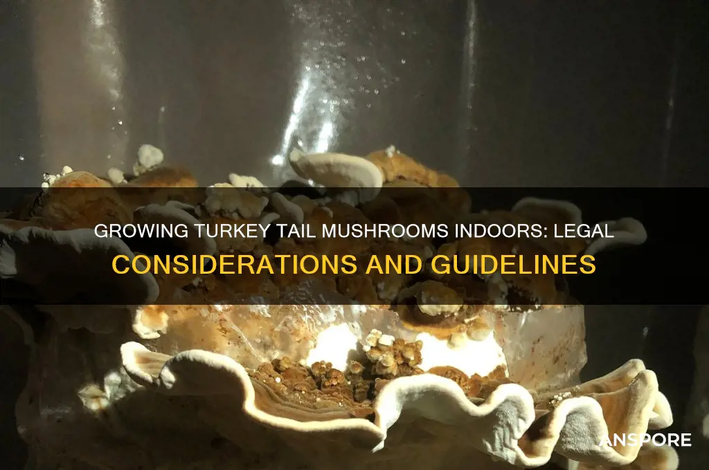 is it legal to grow turkey tail mushrooms indoors
