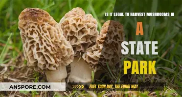Harvesting Mushrooms in State Parks: Legal or Off-Limits?