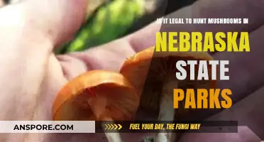 Mushroom Foraging in Nebraska State Parks: Legal or Off-Limits?