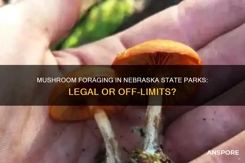 is it legal to hunt mushrooms in nebraska state parks