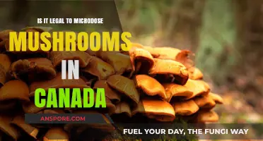 Microdosing Mushrooms in Canada: Legal Status and Regulations Explained