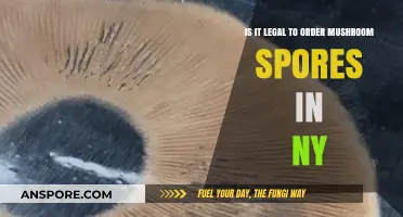 Ordering Mushroom Spores in NY: Legal or Not?