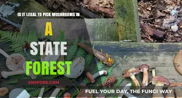 Foraging in State Forests: Legal Mushroom Picking Guidelines Explained