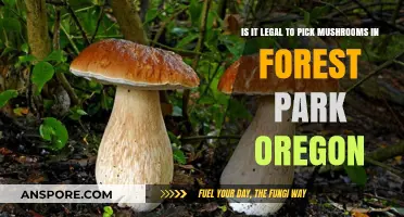 Legal Mushroom Foraging in Forest Park, Oregon: What You Need to Know